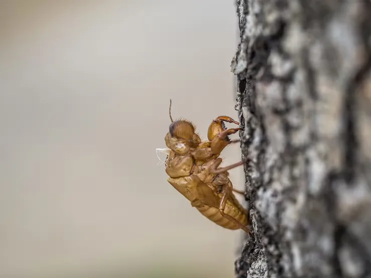 Termite treatment and roof rat exclusion Winterhaven California 92283